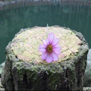 瘦草v