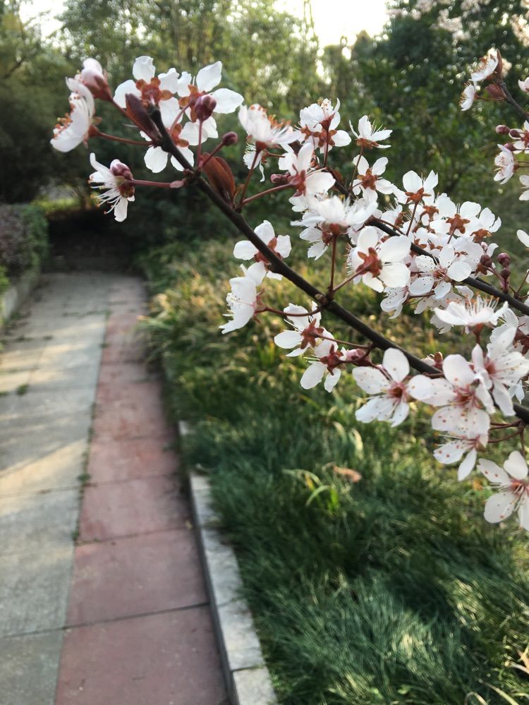 三禾的小草莓的主播照片