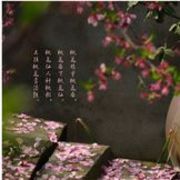 桃花，庵主