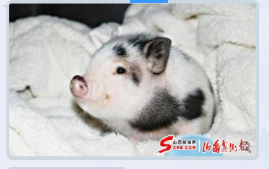シ灬亮馨荨夢主播照片