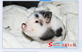 シ灬亮馨荨夢主播照片