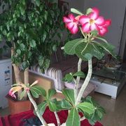 晓妞的小树
