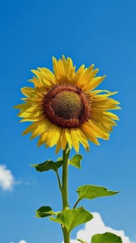 囧r柠檬琉璃夏主播照片