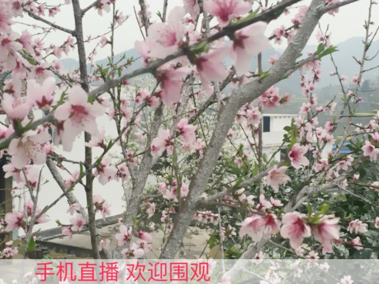 贵州沙子空心李的主播照片