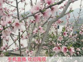 贵州沙子空心李主播照片