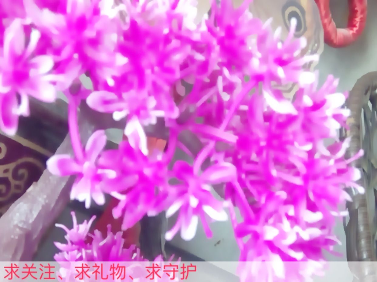 凉城💐已无爱的主播照片