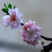 想念菲