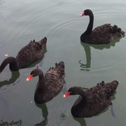 吴斌。。。。。海报