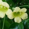 无忧花k
