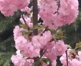 ☆♏️❤╭小枣树🍒主播照片