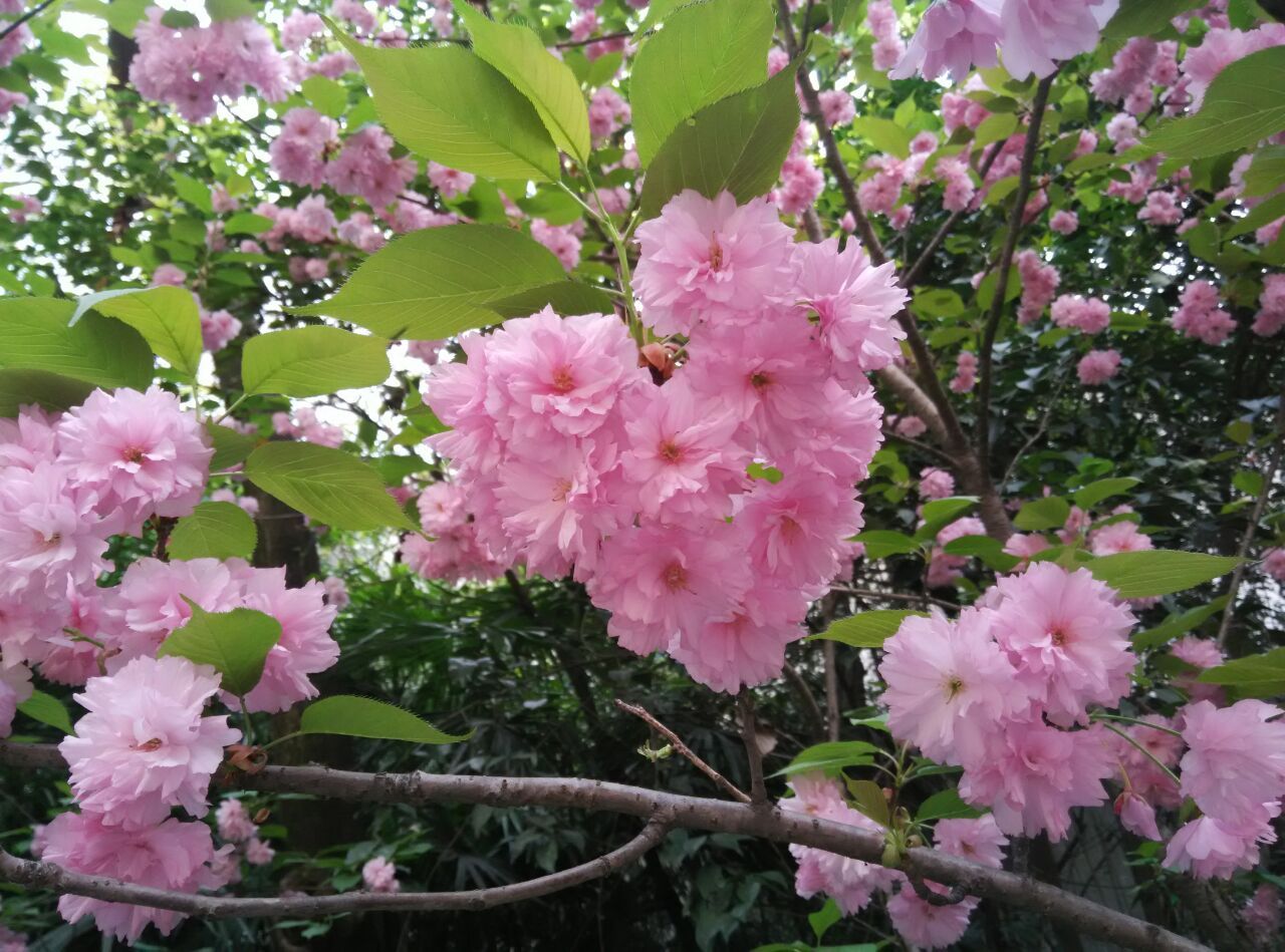 許家阿諾感恩相遇的主播照片