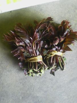 我的親親主播照片