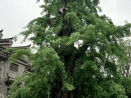 冬寒飞雪、主播照片