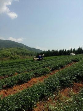 武夷『茶农』练芷轩主播照片