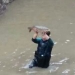 鱼头翁！海报