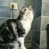 猫系烧酒小兔子