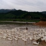 我是一棵小草o