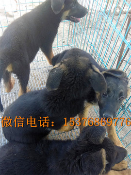 豪豪123主播照片