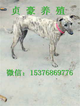豪豪123主播照片