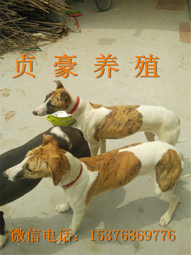 豪豪123主播照片