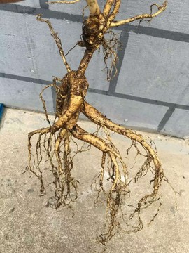 过往皆是浮云主播照片