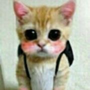 光腚殿下海报