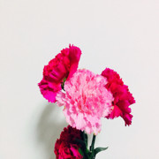 晶哥.