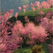 微信_7823527