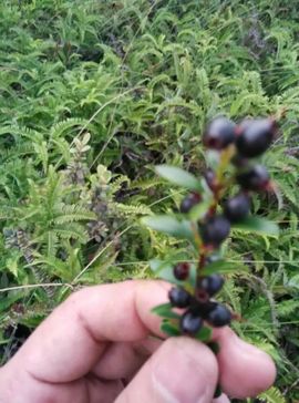 有妖怪蜀黍主播照片