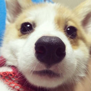 zhu蛋蛋