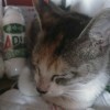黑猫6k的头像