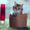 小熊猫50