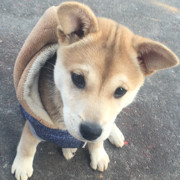 身份证号码发给我海报