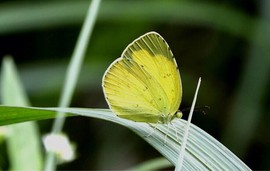 風中铃hz主播照片