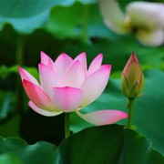 幸运星wy海报