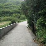 我的叶落无声