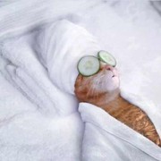 🐱荳荳