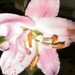 时光^o^的主播照片