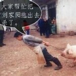 有颗球俏俏滴