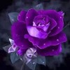 芳菲【拒加群】