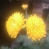 蝶恋花v*t