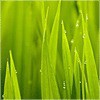 刘容虹