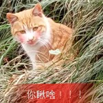 猪猪侠ur