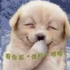 基度山伯爵f