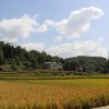 孺子牛n