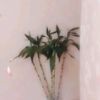 醉生梦死心痛