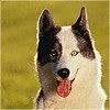 smail_sky