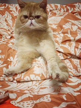 MImi^_^喵小咪主播照片