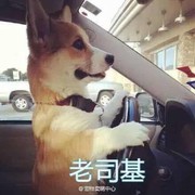 抓猪小队长