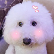 .雏稚